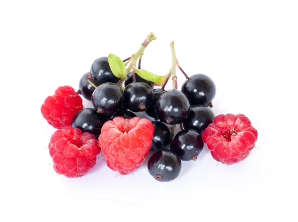 Black currant and raspberry. — Stock Photo, Image