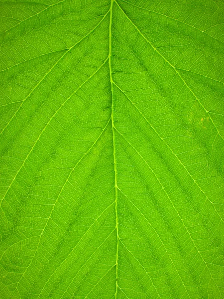 Raspberry leaf. — Stock Photo, Image