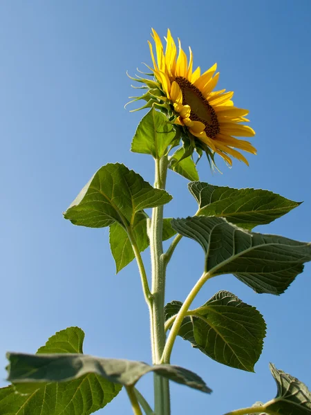 Sunflower on the field. — Stock Photo, Image