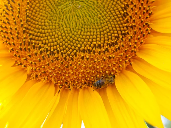 Sunflower with bee. — Stock Photo, Image