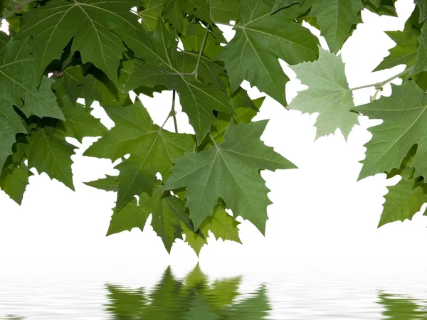 Maple leaves above water . — Stock Photo, Image