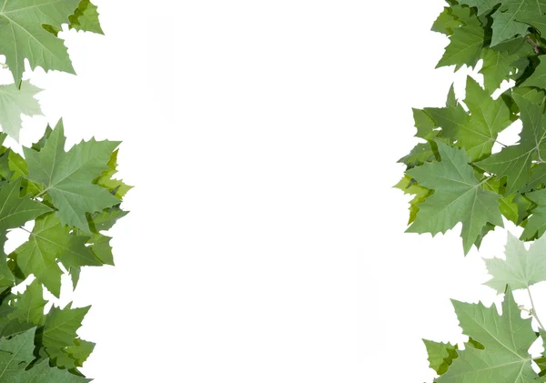 Frame from maple leaves. — Stock Photo, Image