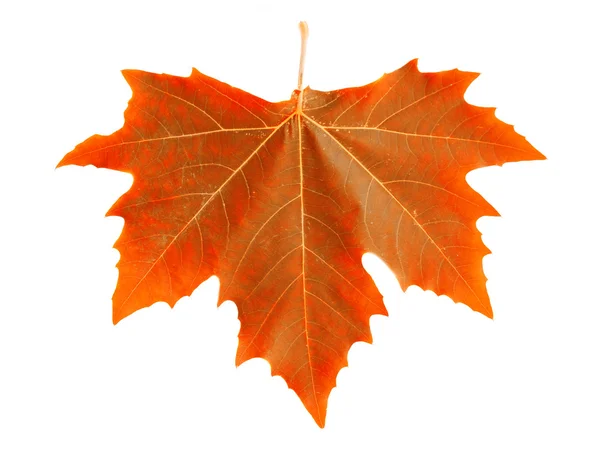 Orange maple leaf. — Stock Photo, Image