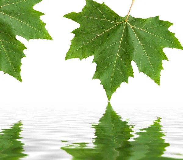 Green maple leaf. — Stock Photo, Image