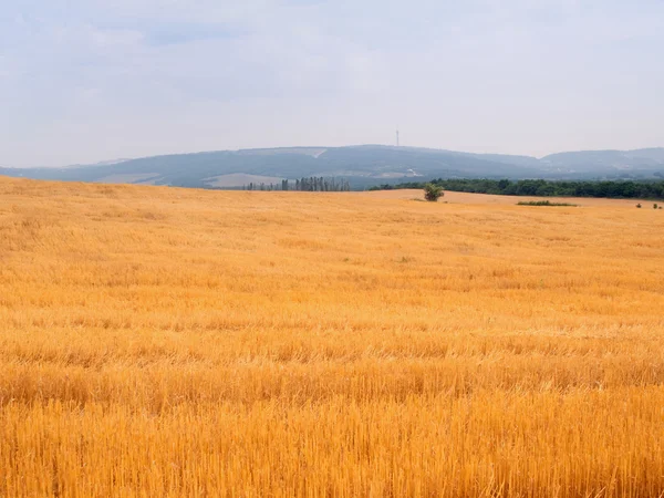 Rural landscape. — Stock Photo, Image