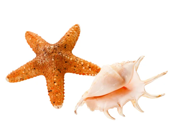 Enkele shell & schaal-en schelpdieren. — Stockfoto