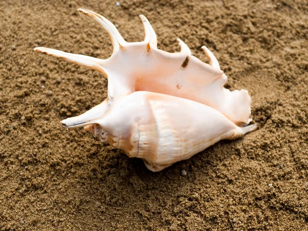 Bir kum üzerinde tek deniz hayvanı kabuğu. — Stok fotoğraf