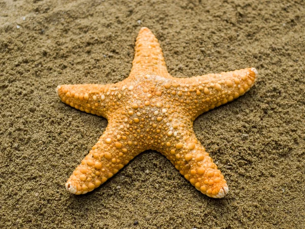 Одинокие моллюски на песке . — стоковое фото