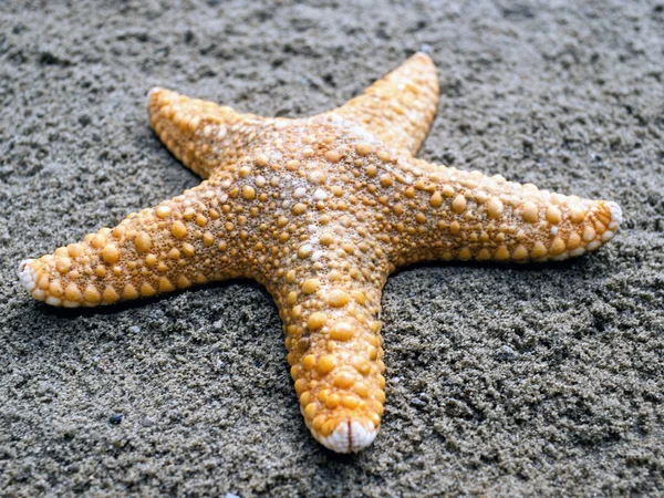 Bir kum üzerinde tek kabuklu deniz ürünleri. — Stok fotoğraf