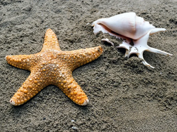 Single shell & shellfish on a sand. — Stock Photo, Image