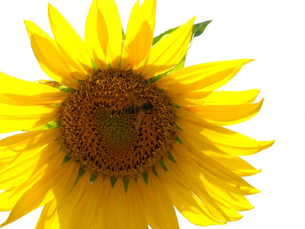 Соняшник з бджолою . — стокове фото