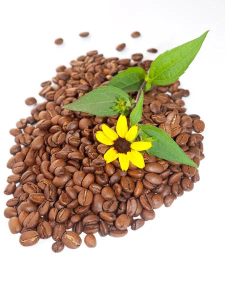 Coffee beans and yellow camomile. — Stock Photo, Image