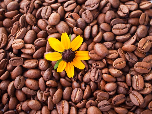 Кофейные зерна и желтая ромашка . — стоковое фото