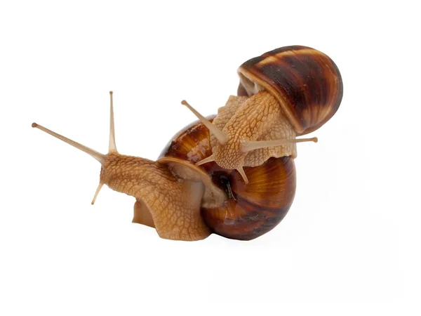 两个棕色庭园蜗牛 — 图库照片