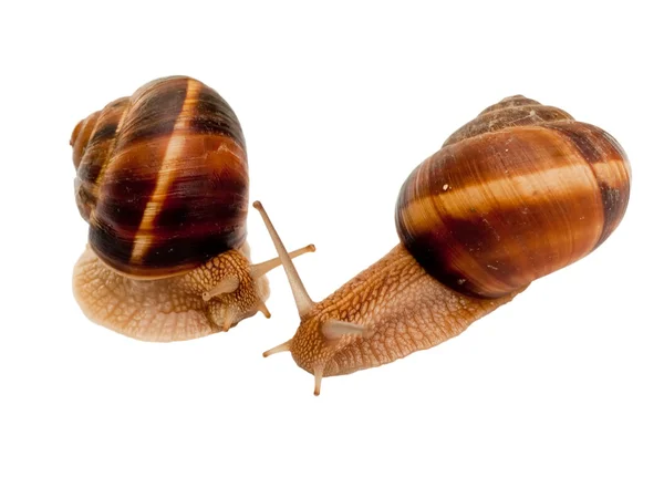Two brown garden snail — Stock Photo, Image