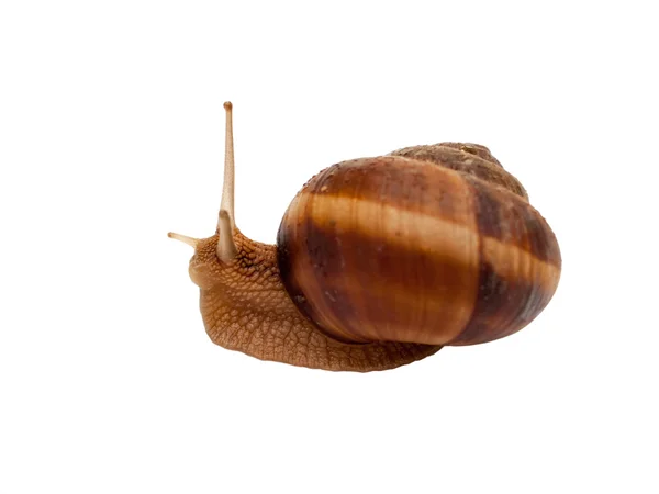 Brown garden snail — Stock Photo, Image