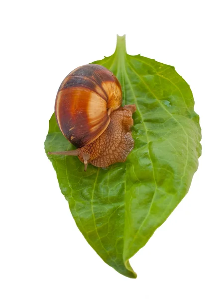 Brown garden snail on a green leaf — Stock Photo, Image