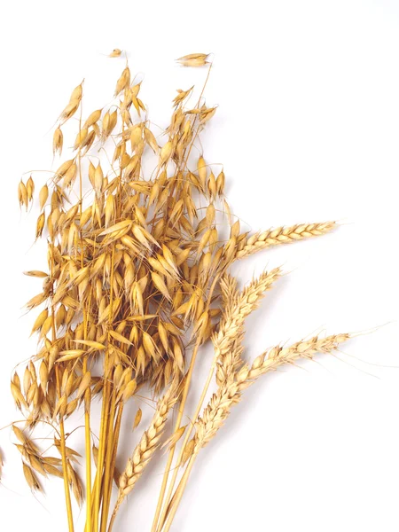 Pšenice a ovsa — Stock fotografie