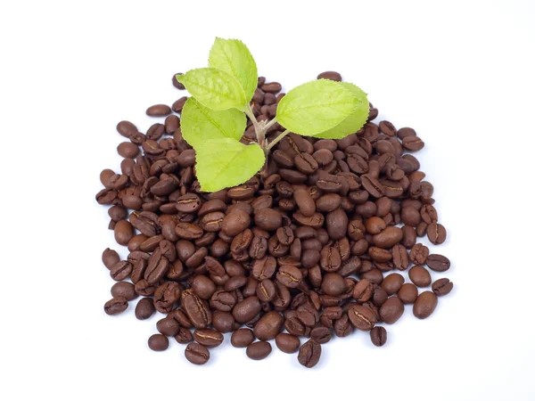 Green plant growing on a coffee beans — Stock Photo, Image