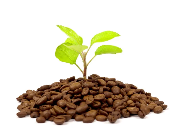 Planta verde creciendo en granos de café —  Fotos de Stock