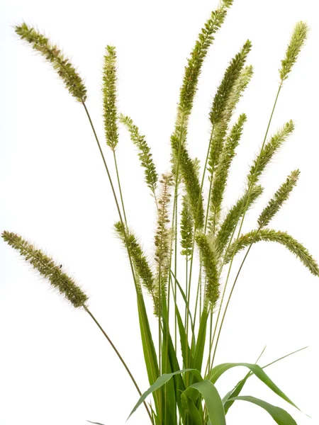 Green grass with spikelets — Stock Photo, Image
