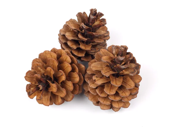 Three fir cones — Stock Photo, Image