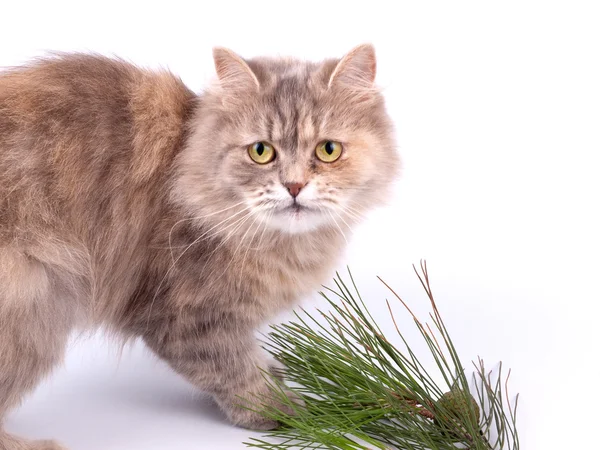 Cat and branch of pine — Stock Photo, Image