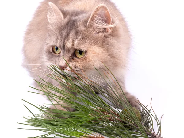 Kočka a větve borovice — Stock fotografie