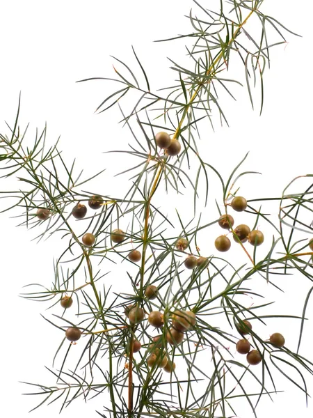 Branch of juniper — Stock Photo, Image