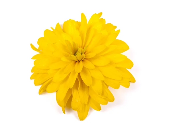 Sárga virág vízcseppekkel — Stock Fotó