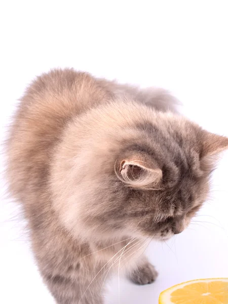 Macska, és fél citrom — Stock Fotó