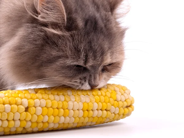 Cat eating corn in cob — Stock Photo, Image