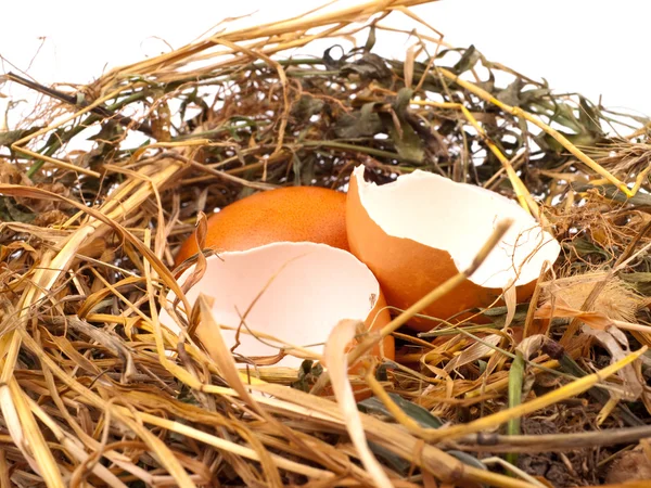 Eggs in the nest — Stock Photo, Image