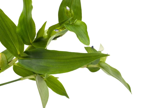 Yeşil spiderwort — Stok fotoğraf