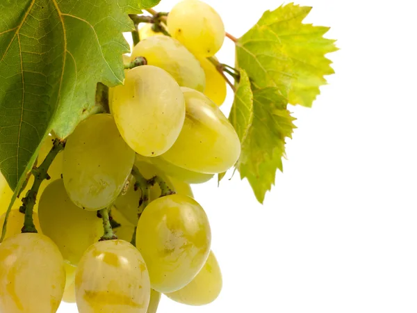Ramo de uva verde —  Fotos de Stock