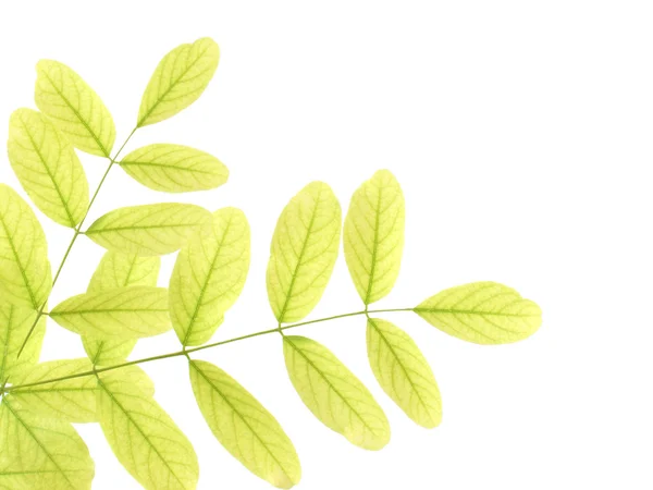 Green acacia leaves — Stock Photo, Image