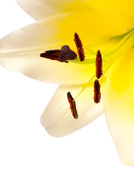 Lily (Lilium auratum) — Stock Photo, Image