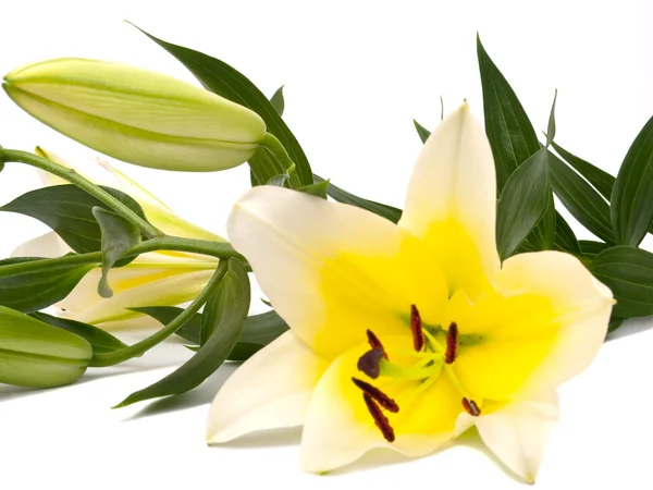 Lemon yellow lily — Stock Photo, Image