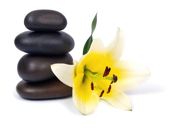 Lily and stones — Stock Photo, Image