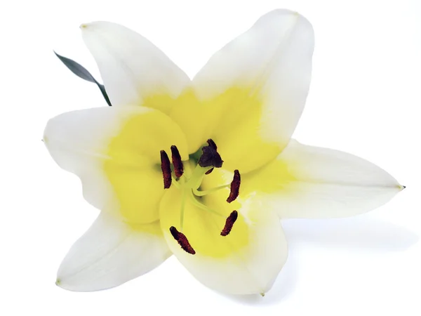 Lemon yellow lily closeup view — Stock Photo, Image