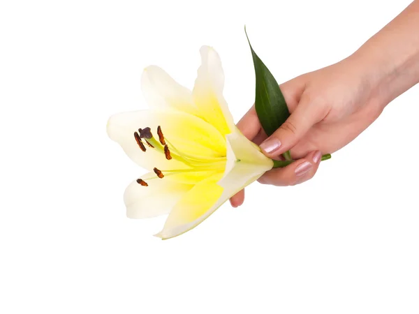 Yellon lily in woman hand — Stock Photo, Image