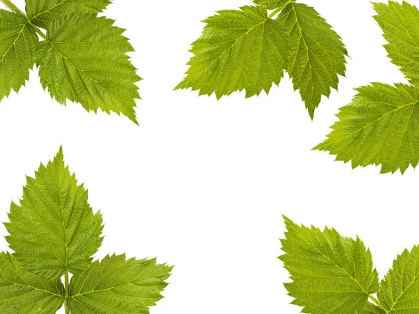 Frame made of green raspberry leaves — Stock Photo, Image
