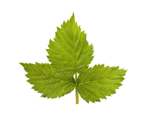 Green raspberry leaf — Stock Photo, Image