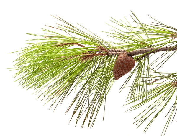 Pine branch — Stockfoto