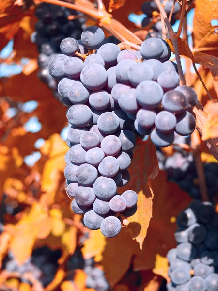 Szőlő a szőlőn — Stock Fotó