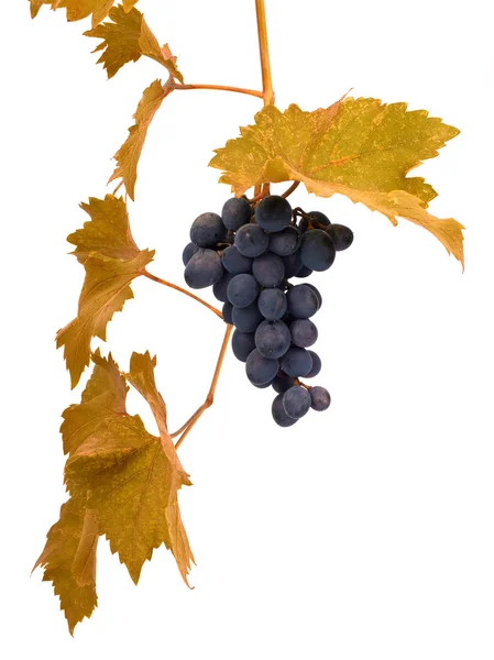 A fehér szőlő — Stock Fotó