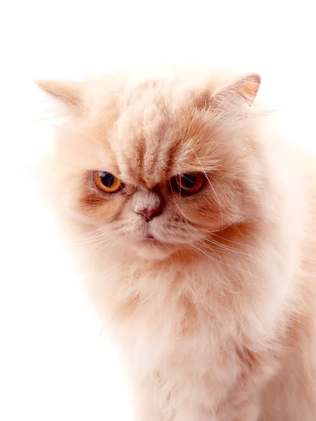 Студийный снимок персидской кошки — стоковое фото