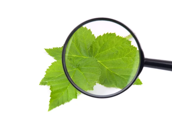 Loupe and green leaves — Stock Photo, Image