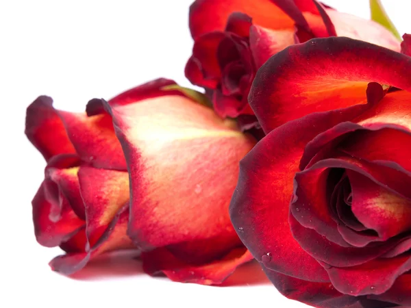 Rode rozen close-up weergave — Stockfoto