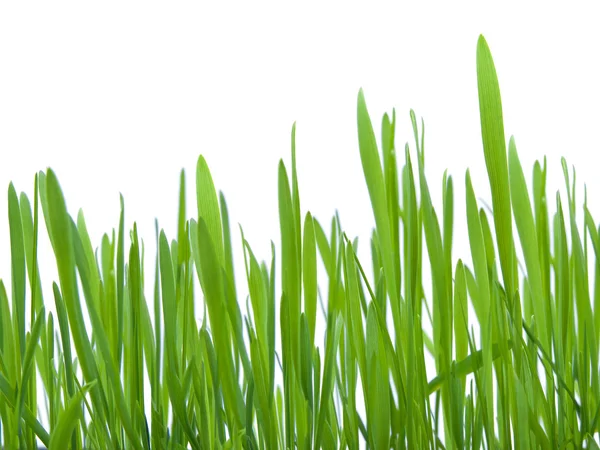 Stock image Green grass